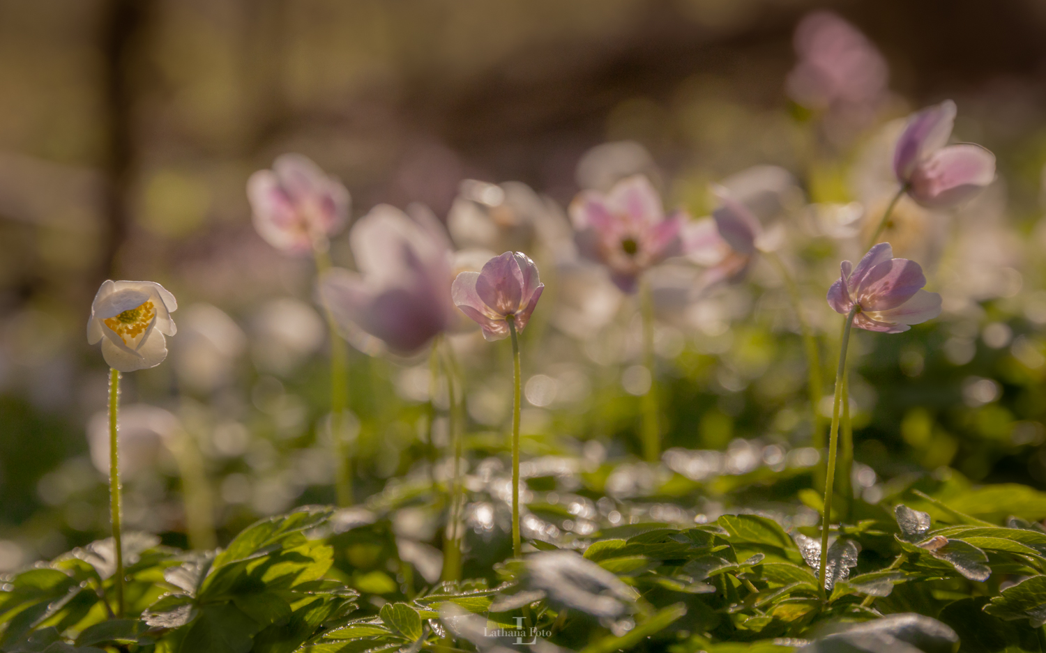 anemone i morgendug 230421 1