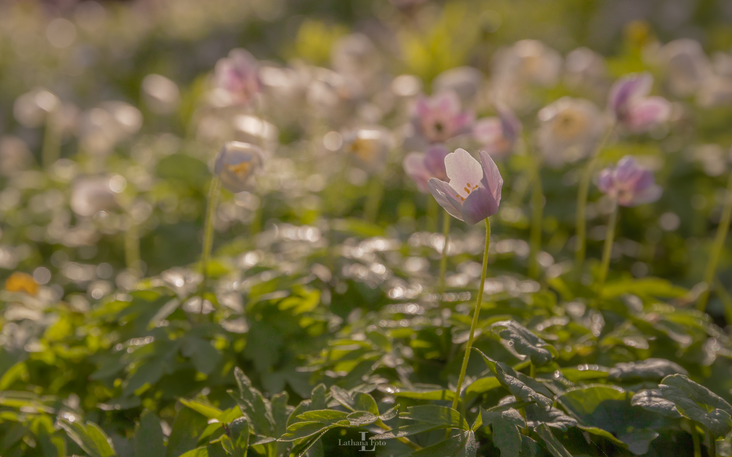 anemone i morgendug 230421 2-2