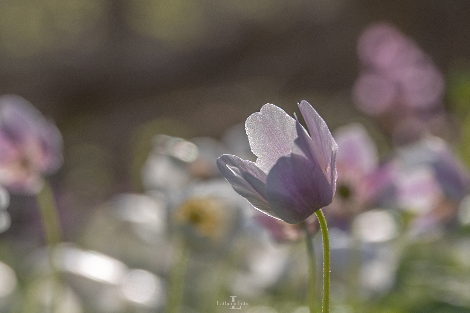 anemone i morgendug 230421 3